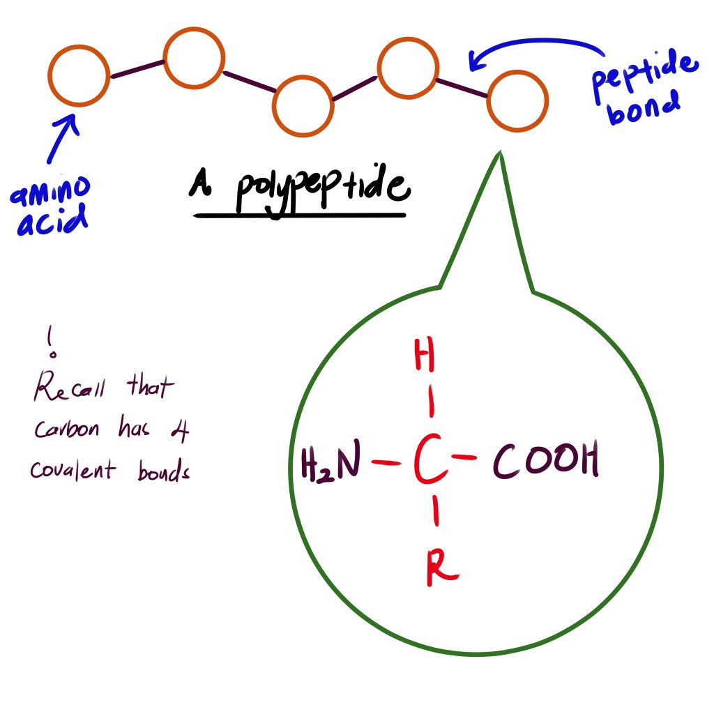 Amino acid structure