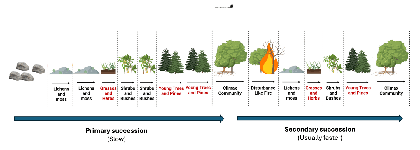Which Graph Indicates Succession ESS 2.5.1 Zonation and Succession – PYTR Class