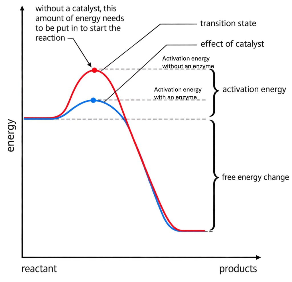 Energy profile for a reaction with and without an enzyme
