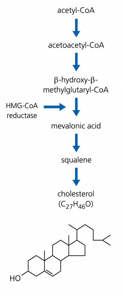 Production of cholesterol in liver