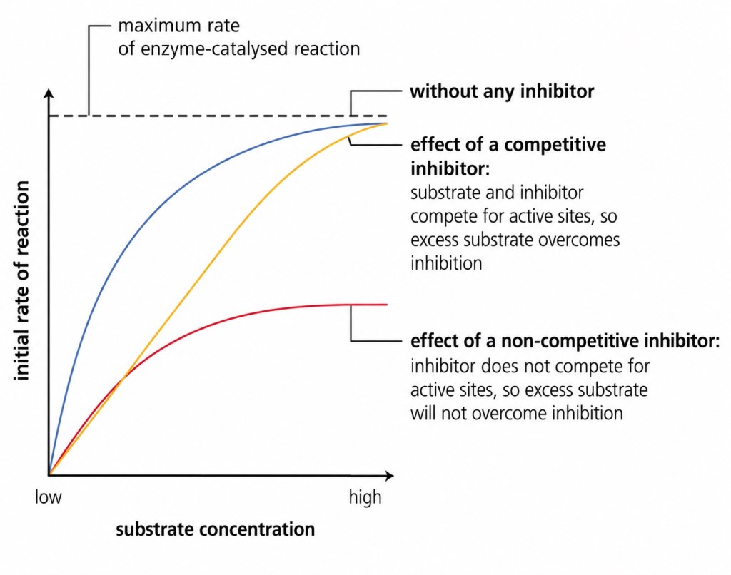 Competitive and non-competitive inhibitors 