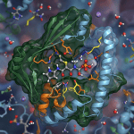 Bound state protein kinase active site with peptide substrate, labeled residues and catalytic cleft