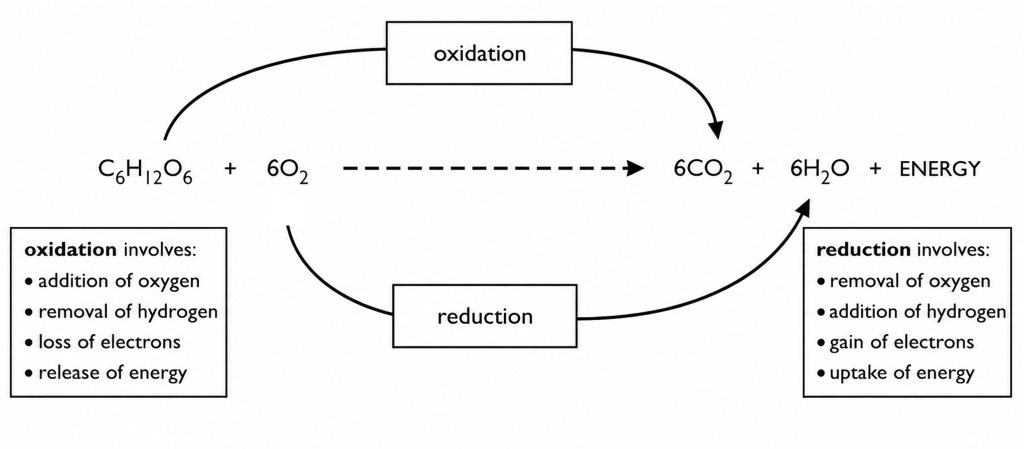 C1.2.4 [AHL] Explaining Respiration as a Redox&nbsp;Reaction
