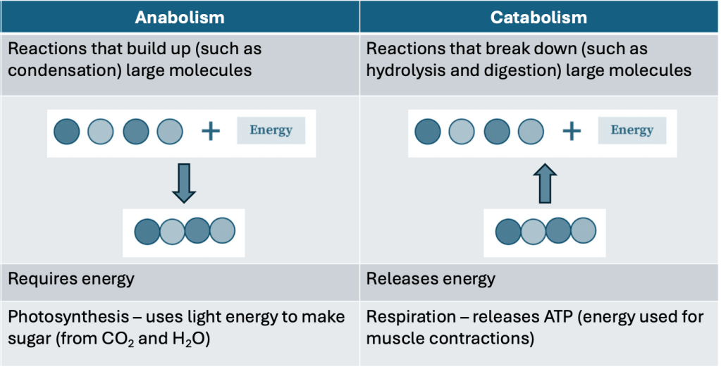 Anabolism vs catabolism