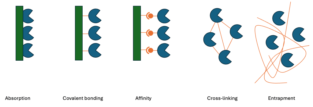 Enzyme immobilisation techniques