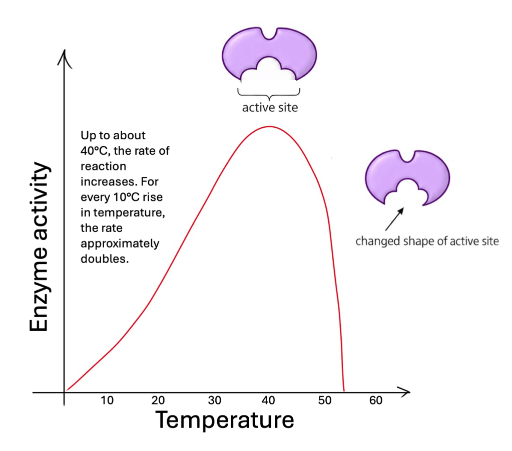 C1.1.2 Factors Affecting Enzyme Activity