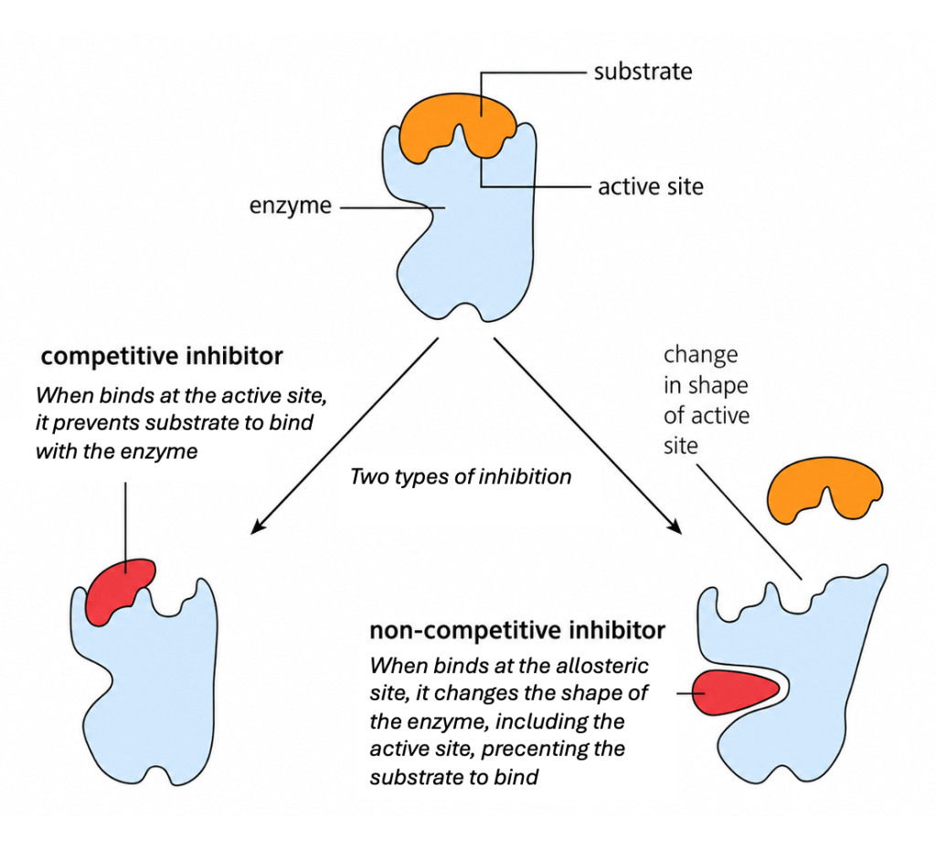 Enzyme inhibition
