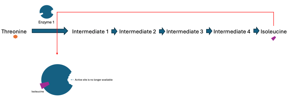 Negative feedback inhibition