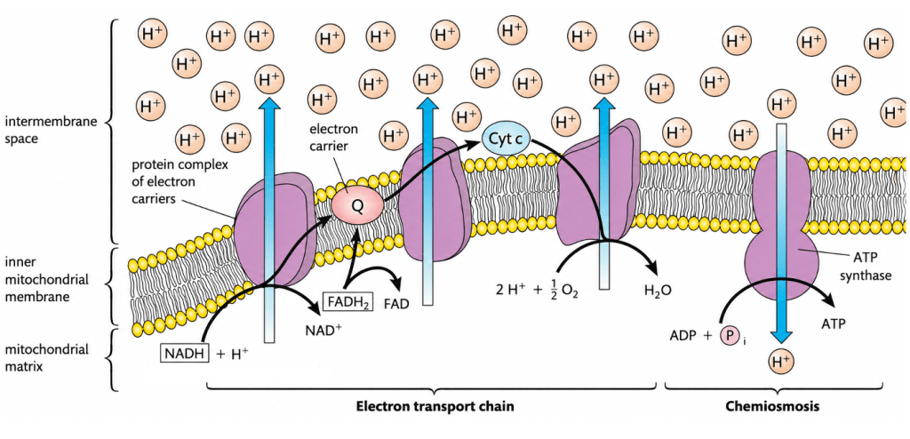 C1.2.3 [AHL] Metabolic Pathway of Aerobic&nbsp;Respiration