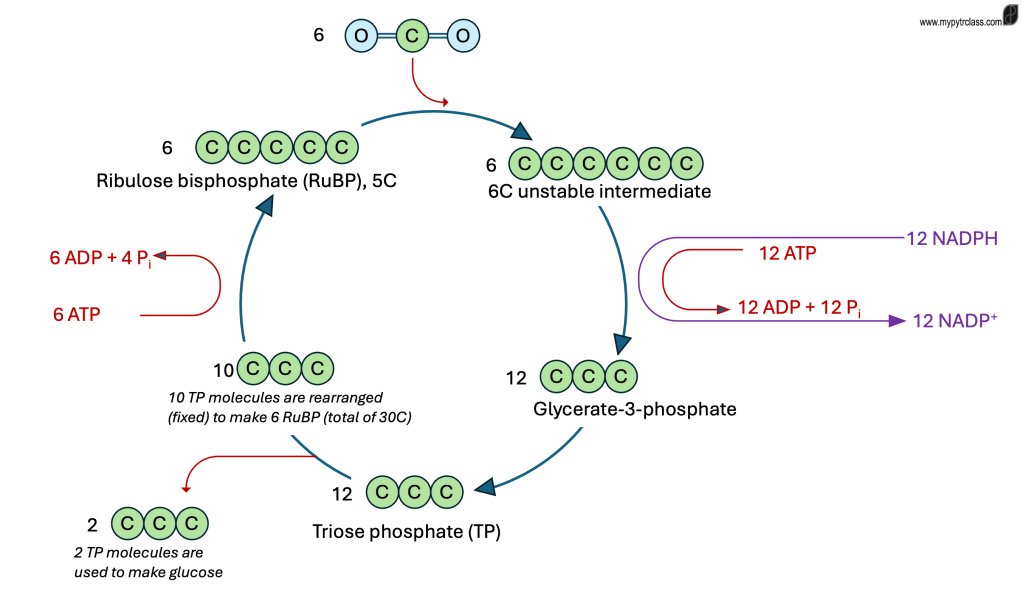C1.3.4 [AHL] Further about Photosynthesis – Part&nbsp;2
